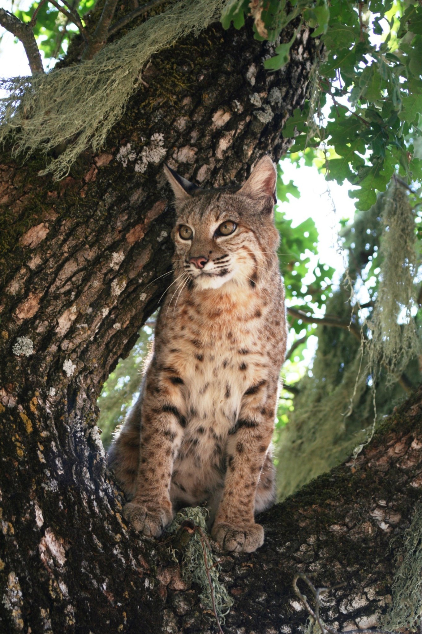 Bobcats